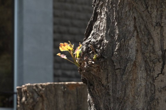 Դավթաշենում 2 տասնյակ ապօրինի հատված ծառերից մի քանիսը շիվ են տվել