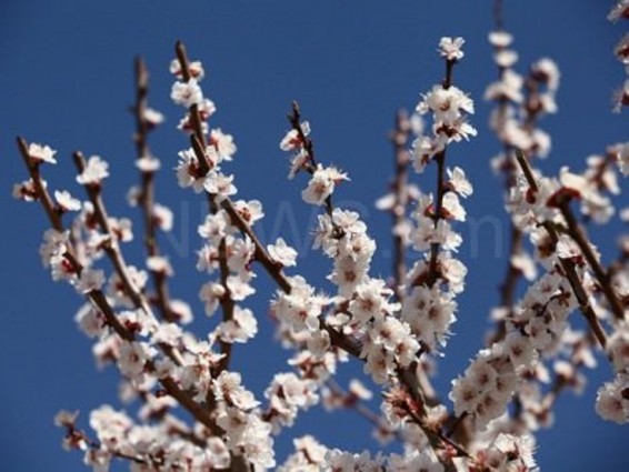 Եղանակը Հայաստանում