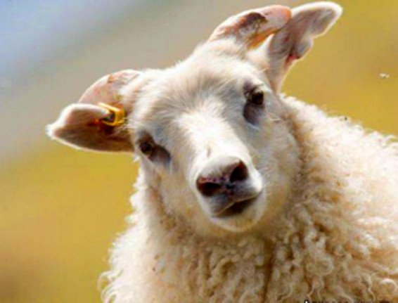 Սովորական խոտի փոխարեն կանեփ արածած ոչխարները դրսևորել են ագրեսիվ պահվածք