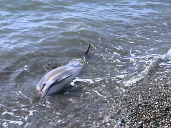 Վրաստանում 27 դելֆին ափ է նետվել