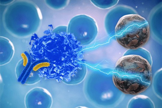 Գիտնականների բացահայտած հակամարմինը կստիպի իմունիտետին սպանել քաղցկեղային թարախակույտը