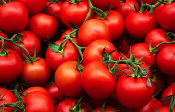 Թուրքական լոլիկի ինքնարժեքը ցածր է և մրցունակ մեր շուկայում