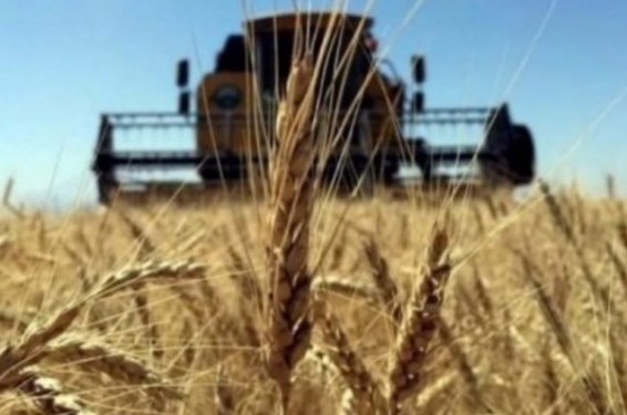 Թուրքիան հերքել է Ռուսաստանից ցորենի ներկրման սահմանափակումների մասին լուրը