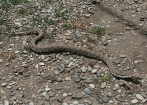 Հայտնաբերվել է օձ