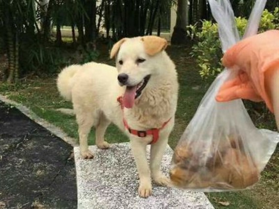 Չինացին փրկել է որպես մսացու վաճառվող շանը