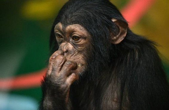 Նյու Յորքի վերաքննիչ դատարանը շիմպանզեներին մերժել է մարդկային իրավունքների հարցում. Reuters