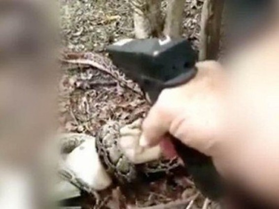 Կինը պիթոնից փրկել է այծին