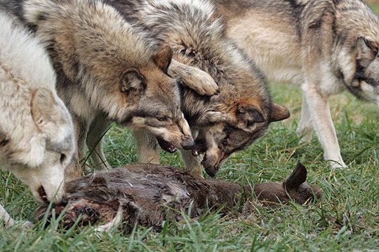 Արագածոտնի մարզում գայլերը հոշոտել են մոտ 100 ոչխար