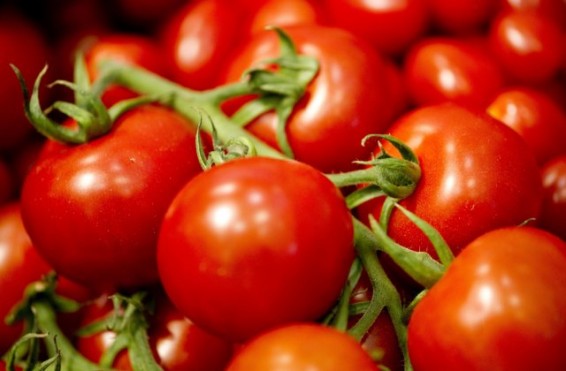 Ռուսաստանը ոչնչացրել է Թուրքիայից ներկրված լոլիկը