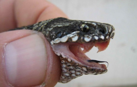 Ի՞նչ անել, եթե օձը խայթել է