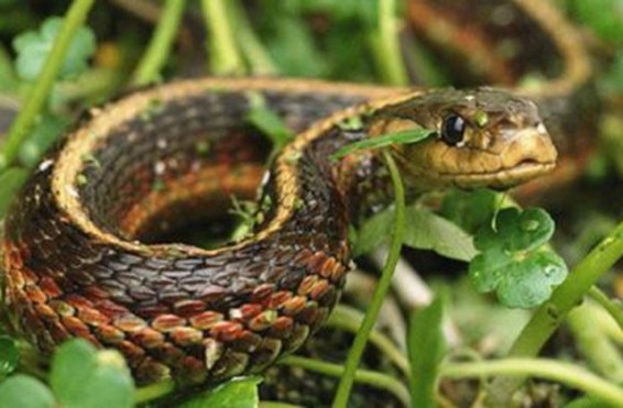 Օձեր՝ Երևանում և Կոտայքի մարզում