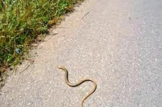 Արցախում գրանցվել է օձի խայթոցի 13 դեպք, որից 3-ը երեխաներ են, 1-ը` հղի կին