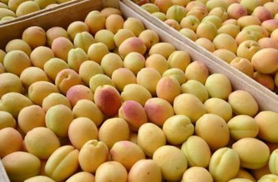 Video. Արմավիրում ծիրանի բերքահավաք է. սպասվում է 25 հազար տոննա բերք