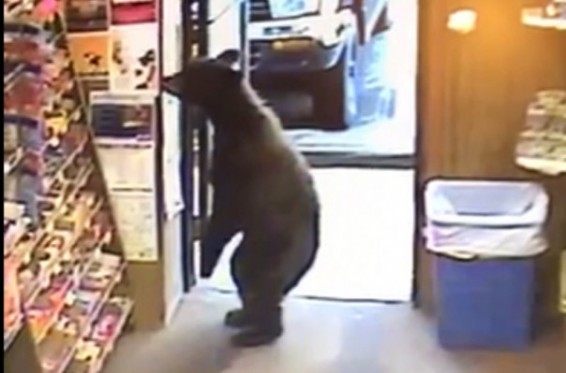 Video. Ալյասկայում արջը մտել է խանութ ու սկսել ուսումնասիրել վաճառվող կոնֆետները