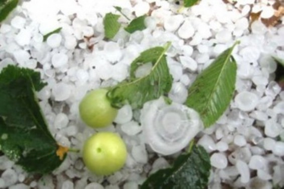 Քիչ առաջ տեղացած կարկուտն ավիրել է Արագածոտնի մի շարք համայնքների բերքը