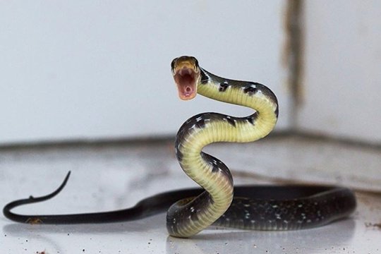 Օձ՝ Հրազդանի բնակարաններից մեկում