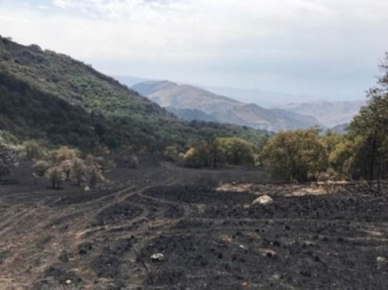 «Խոսրովի անտառ»-ում դեռ մոտ 50 ծխացող օջախ կա. արգելոցի պահպանության գծով տնօրեն