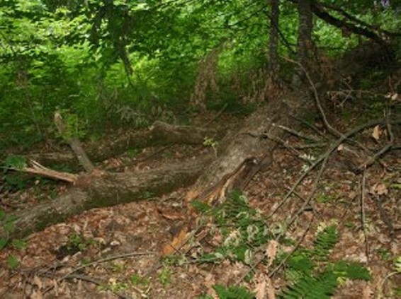 Հայաստանը բնապահպանության ոլորտում պետք է փոխի քաղաքականությունը. աշխարհագրագետ