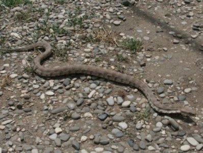 Աշտարակում գյուրզա օձը մտել է խոհանոց