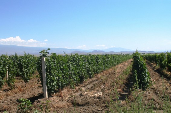 Արմավիր մարզի Սարդարապատ գյուղում 1.5 ամիս է՝ ջուր չունենք, ծառերը չորանում են, բերքը՝ թոշնել է. բնակիչ