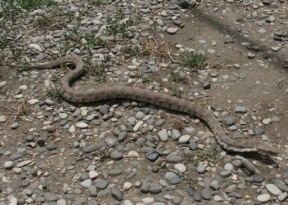 «Սոչի Պլազա» հյուրանոցի մոտակայքում օձ է հայտնաբերվել