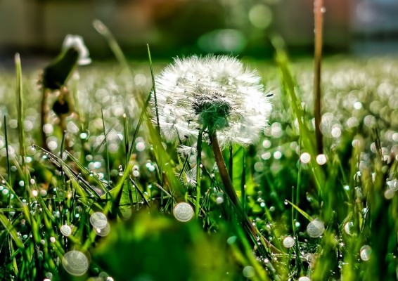 Սպասվում է բարձր կարգի հրդեհավտանգ իրավիճակ