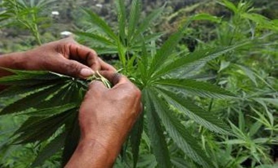 Թմրամիջոցը քաղել էր աղբանոցի տարածքում աճած կանեփի թփերից